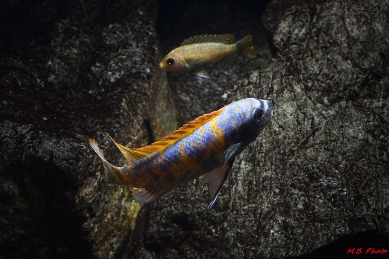 Labeotropheus trewavasae 'Thumbi West Island'